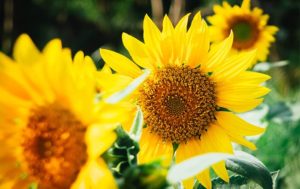 Sonnenblume