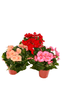 H0074331 Begonia elatior mix grosshandel
