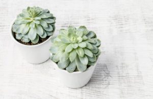 Echeveria