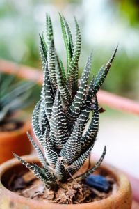 Haworthia