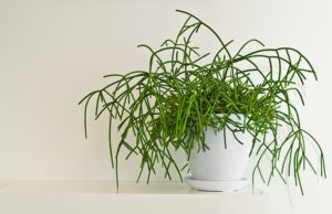 Rhipsalis