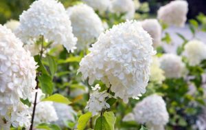 Rispenhortensie