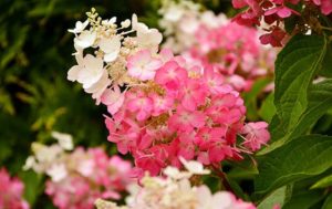 Rispenhortensie