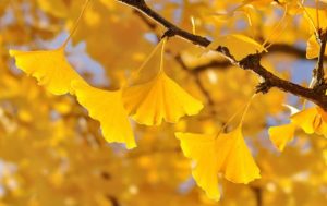 Ginkgo