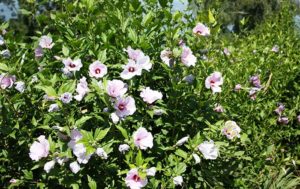 Hibiskus