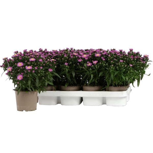 OPKW.3000PINK1