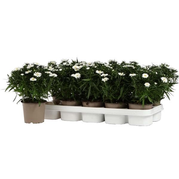 OPKW.3000WHITE1