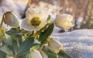 Christrose