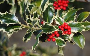 Ilex