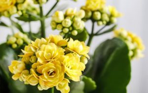 Kalanchoe