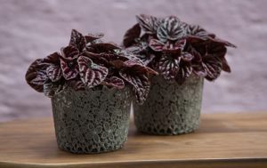 Peperomia