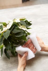 Weihnachtsstern