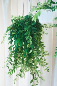 Aeschynanthus