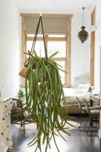 Rhipsalis