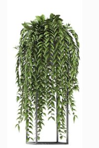 Tradescantia