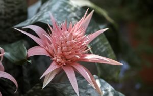 Aechmea