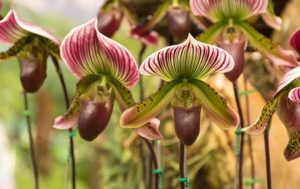 Paphiopedilum