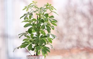 Schefflera