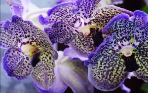 Vanda