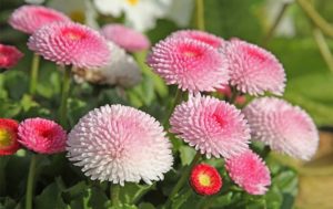 Bellis-perennis