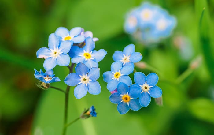Myosotis