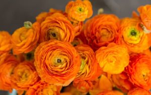 Ranunculus