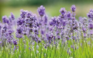 Lavendel