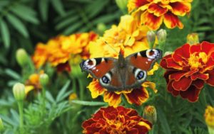 Tagetes