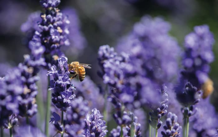 Lavendel