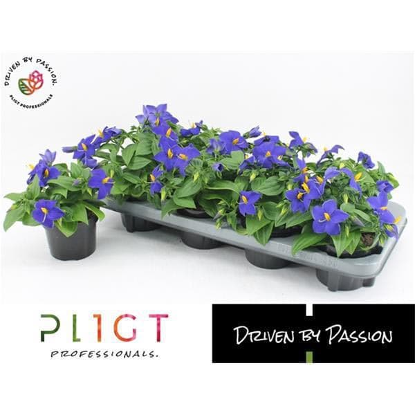PLPR105EXABLAUW