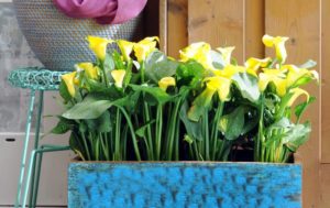Calla