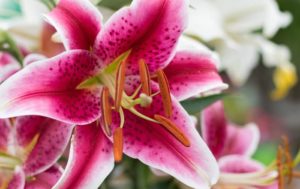 Lilium