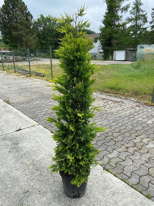 45833