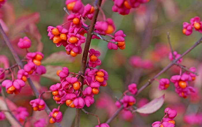 Euonymus