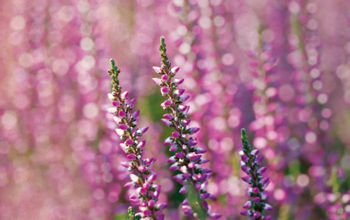 Calluna