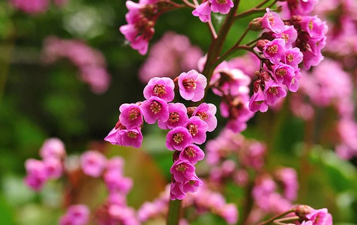 Bergenia