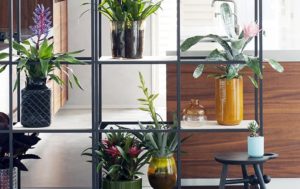 Bromelien