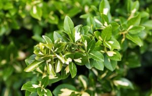 Euonymus