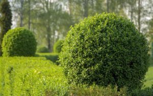Ligustrum