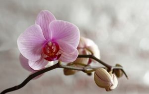 Cymbidium