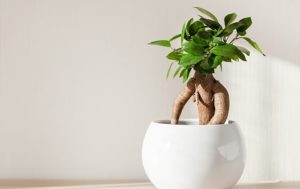 Ficus