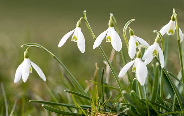 Galanthus