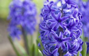 Hyacinthus