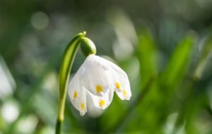 Leucojum