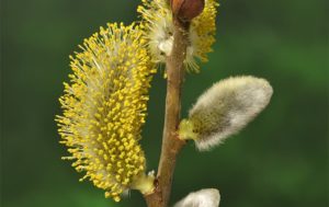 Salix_caprea