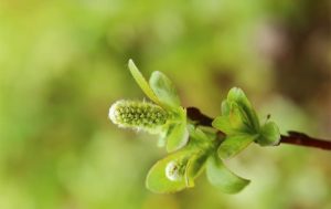 Salix_hastata
