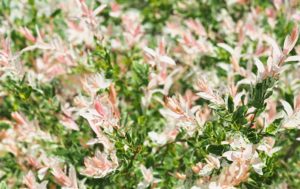Salix_integra