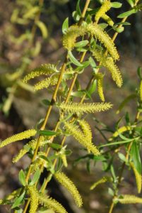 Salix_sepulcralis