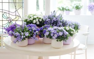 Campanula