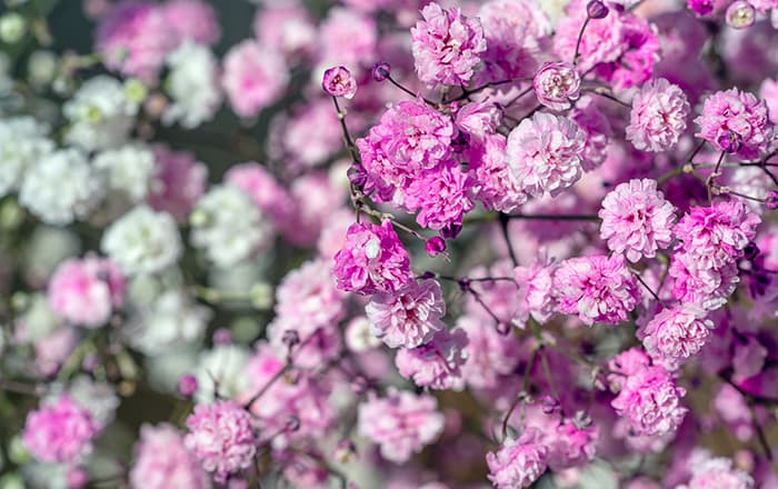 Gypsophila